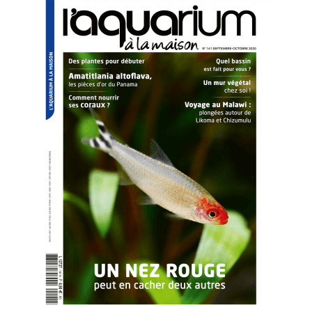 Aquarium à la Maison N°141 - Un nez rouge peut en cacher deux autres