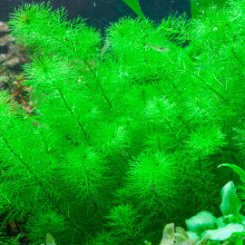 Myriophyllum Guyana