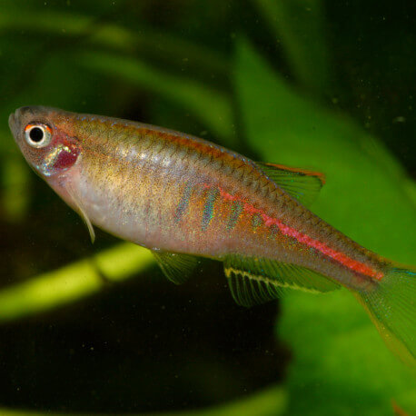 Danio choprae - danio rubis