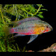 Apistogramma hongsloi M-L LE COUPLE - Elevage Européen