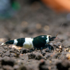 Crevette Caridina Cantonensis Taïwan Bee Black Panda