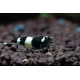 Crevette Caridina Cantonensis Taïwan Bee Black Panda