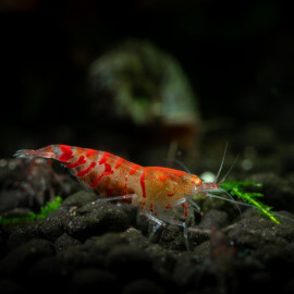 Crevette Caridina sp. Cantonensis Black Tiger