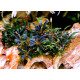Bucephalandra kedagang Mini