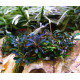 Bucephalandra kedagang Mini