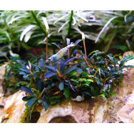 Bucephalandra kedagang Mini