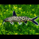 Synodontis petricola - poisson chat africain 2-4cm (élevage Indonésie)