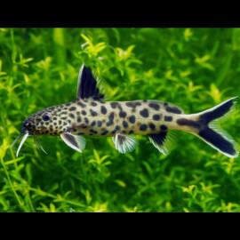 Synodontis petricola - poisson chat africain 2-4cm (élevage Indonésie)