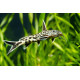 Synodontis petricola - poisson chat africain 2-4cm (élevage Indonésie)