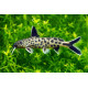 Synodontis petricola - poisson chat africain 2-4cm (élevage Indonésie)