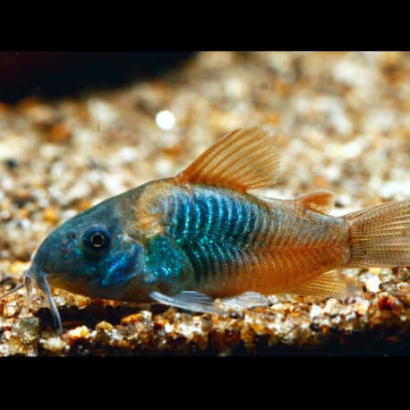 Corydoras venezuelanus orange (Elevage Indonésie)