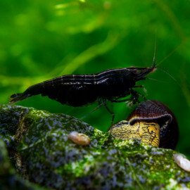 Crevette Neocaridina denticulata Sakura black