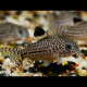 Corydoras julii-trilineatus (Elevage)