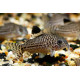 Corydoras julii-trilineatus (Elevage)