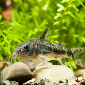 Corydoras paleatus (Elevage)