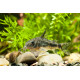 Corydoras paleatus (Elevage)