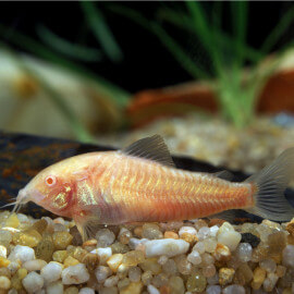 Corydoras Aeneus albinos (Elevage)