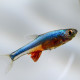 Sundadanio axelrodi - Rasbora axelrodi (Elevage semi-sauvage - Indonésie)