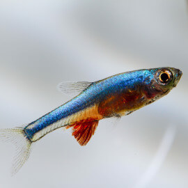 Sundadanio axelrodi - Rasbora axelrodi (Elevage semi-sauvage - Indonésie)