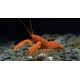 Ecrevisse Cherax holthuisi abricot