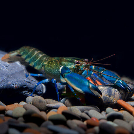 Ecrevisse Cherax lorentzi blue moon