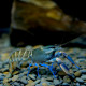 Ecrevisse Cherax lorentzi New sky blue