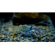 Ecrevisse Cherax lorentzi New sky blue