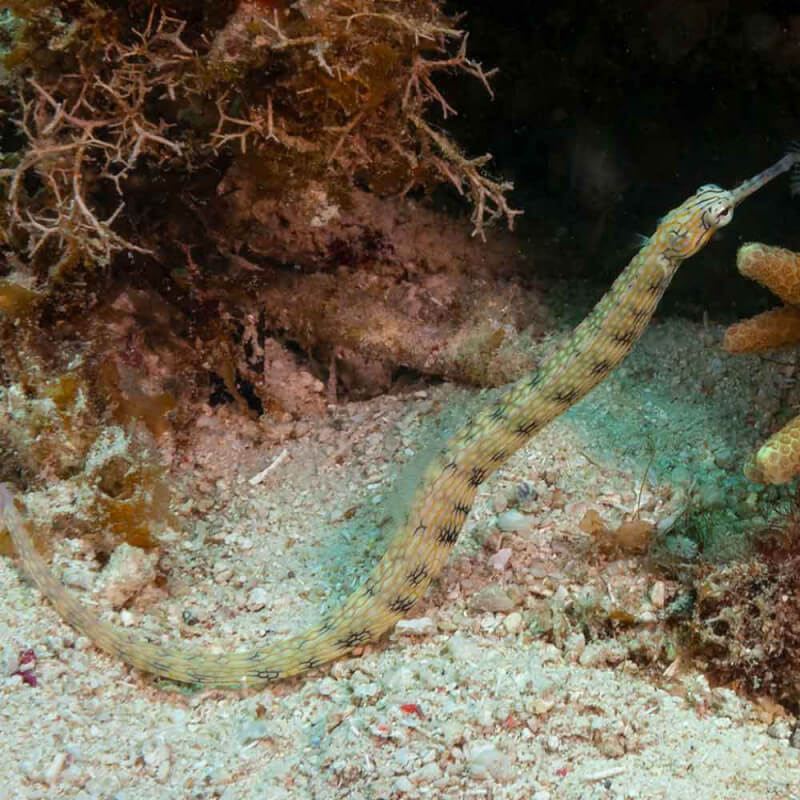 Corythoichthys haematopterus M Aquaplante