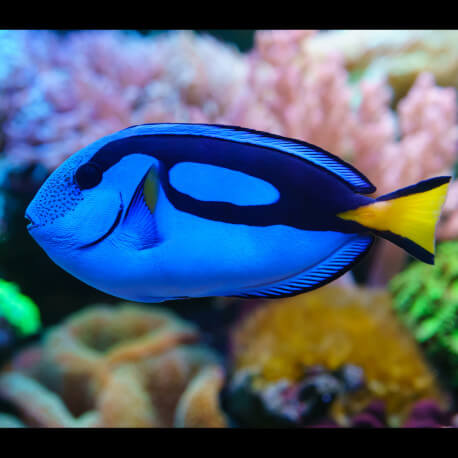 Paracanthurus hepatus - Chirurgien bleu S-M