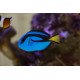 Paracanthurus hepatus - Chirurgien bleu S-M