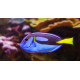 Paracanthurus hepatus - Chirurgien bleu S-M