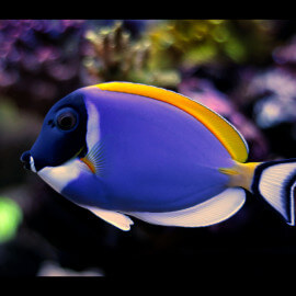 Acanthurus leucosternon - Chirurgien à poitrine blanche M (Indonésie)