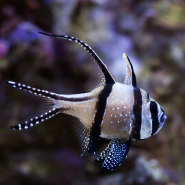 Pterapogon kauderni - poisson-cardinal de Banggai  