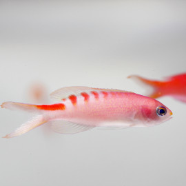 Pseudanthias lori Femelle - anthias de lori M-L (Indonésie)