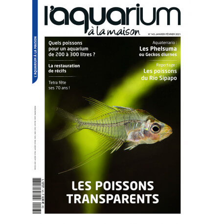 Aquarium à la Maison N°143 - Les poissons transparents