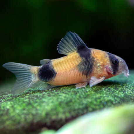 Corydoras weitzmani