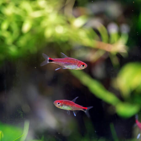 Hyphessobrycon amandae - Tetra Amande