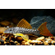 Scobinancistrus aureatus L014 - Sunshine pleco M/L