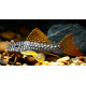 Scobinancistrus aureatus L014 - Sunshine pleco M/L