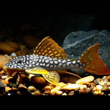 Scobinancistrus aureatus L014 - Sunshine pleco M/L