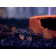 Scobinancistrus aureatus L014 - Sunshine pleco M/L