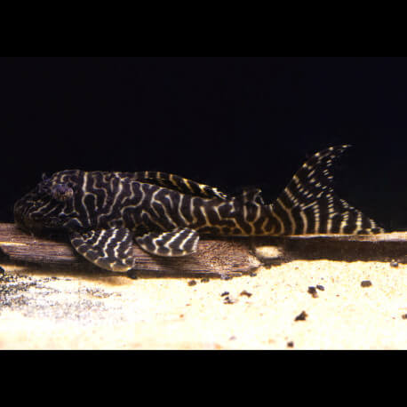 Hypancistrus sp. L066 - King Tiger pleco L-XL (Brésil)