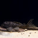 Hypancistrus sp. L066 - King Tiger pleco L-XL (Brésil)