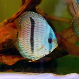 symphysodon discus - Discus de Heckel 8-10cm (Colombie)