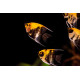 Pterophyllum scalare Manacapuru Red Back M (Elevage - Indonésie)