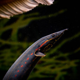 Mastacembellus erythrotaenia - Anguille de feu 40-50cm