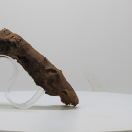 Racine Mopani - SAAN14