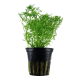 Limnophila Aquatica PREMIUM - Plante d'aquarium
