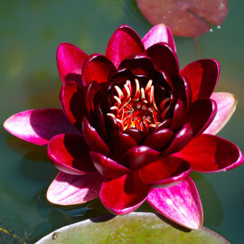 Nymphaea Black princess POT DE 9cm