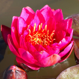 Nymphaea James Brydon POT DE 9cm